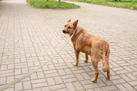 Medium-sized brown dog on a leash looking back on a paved pathway outdoors.の写真素材