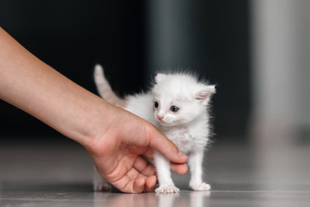 Gentle hand holding fluffy white kitten on indoor floor.の写真素材