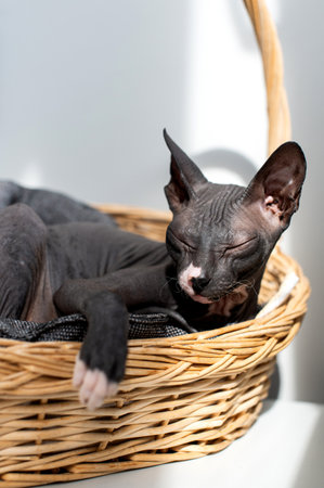 A serene Sphynx cat sleeps comfortably in a sunlit wicker basket, capturing a moment of feline tranquilityの写真素材