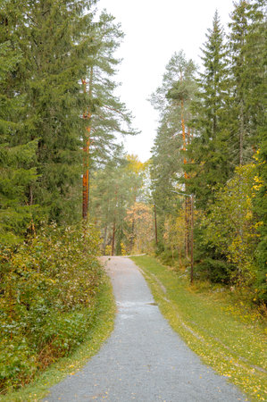 Serene pathway in lush forest with tall pine trees on a bright day.の写真素材