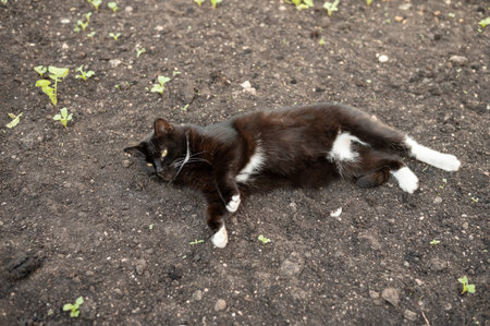 Black and white cat relaxing on soil in garden.の写真素材