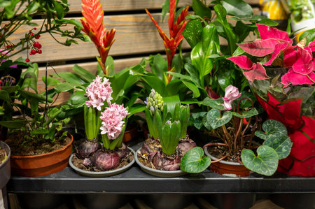 Diverse array of vibrant indoor potted plants on display.の写真素材