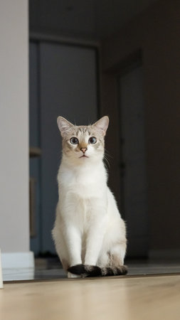 Alert white and gray cat sitting indoors in dim light.の写真素材