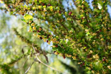 Close-up of springtime blossoms on barberry shrub in sunlight.