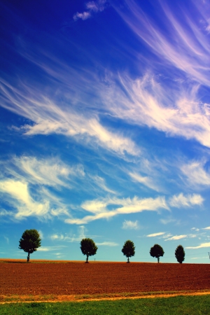 Five trees in the field and cloudy sky.の写真素材