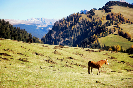 Horse on the fieldの写真素材