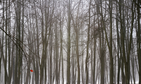 Pattern of winter forest with one red leaf left on the treeの写真素材