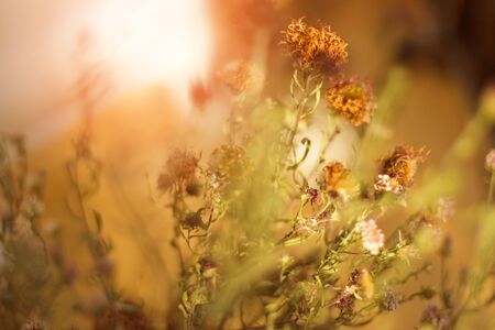 Amazing blurry meadow flowers for soft and calm backgroundの写真素材