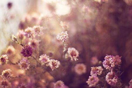 Amazing blurry meadow flowers for soft and calm background