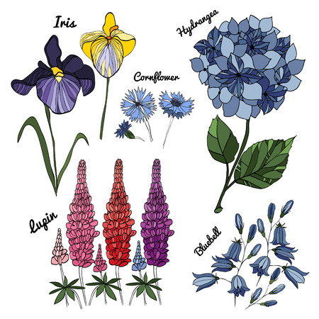 Vector floral set. Colorful floral collection with hydrangea, irises, bluebells, cornflowers, lupins, hand drawing. Spring or summer design for invitation, wedding or greeting cardsのイラスト素材