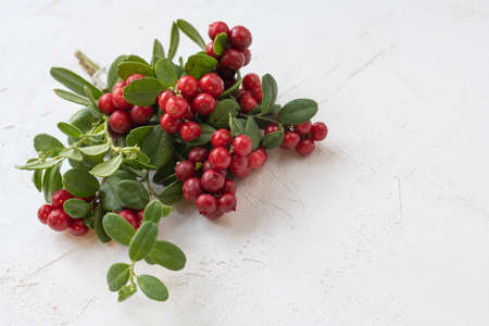Cranberries and lingonberry. Set of wild northern berries.の写真素材