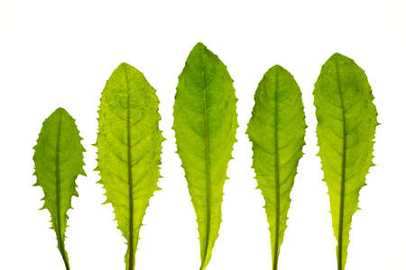 dandelion leaves isolated on a white background.