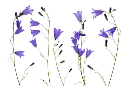 blue flowers bell isolated on white backgroundの写真素材