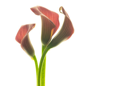 Beautiful pink calla lilies on white background.の写真素材