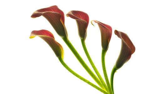 Beautiful pink calla lilies on white background.の写真素材