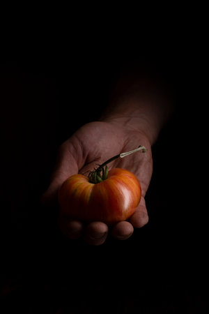 The hand of a farmer exhibition of red tomatoes on the black background. The organic tomatoes.の写真素材