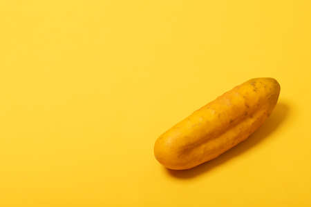 overripe yellow cucumbers isolated on yellow backgroundの写真素材