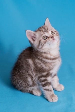 Cute baby British kitten with stubby tail jumping and playing on blue background.の写真素材