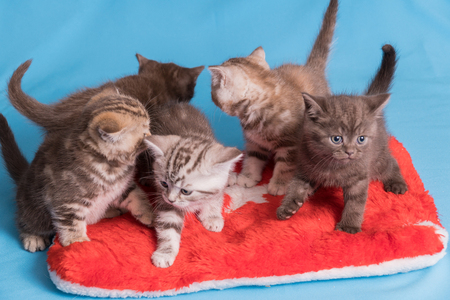 Five British kittens on blue violet background.の写真素材