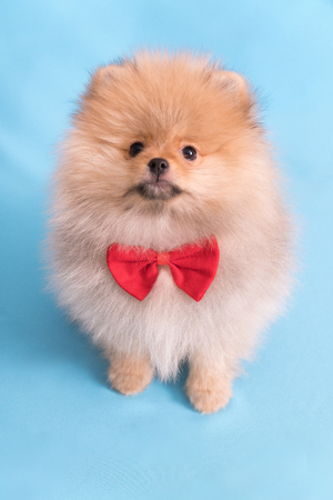 Young puppy Spitz with red butterfly looks at the camera, on blue background.の写真素材