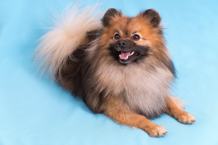 Young Spitz posing on camera, on blue background.の写真素材