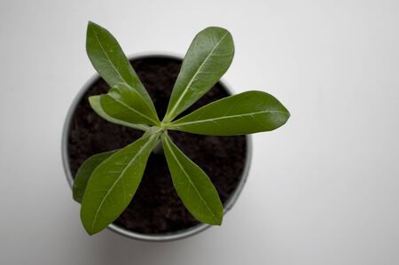 adenium breederの写真素材