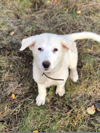 White puppy of labrador retriever on the grass