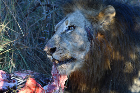 Jungle King With Killの写真素材