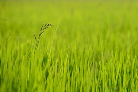 Weed grows in rice field