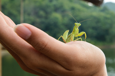 Green mantis on a hand, looking at cameraの写真素材