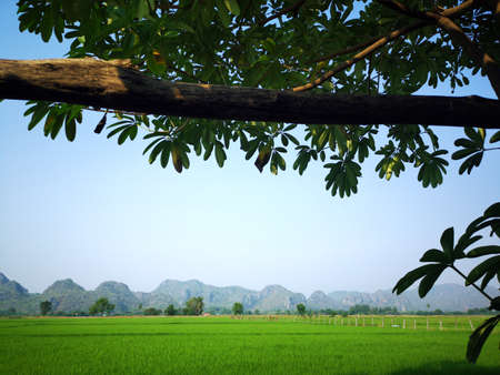 Beautiful summer landscape : Green field with branches of trees, mountain and blue sky in the morningの写真素材