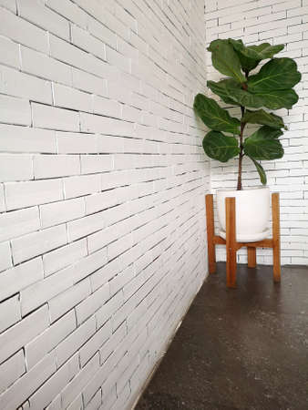 A Fiddle Leaf Fig or Ficus lyrata in a white pot with.wood stand on concreteâ floor andâ âwhite brickâ âwallâ background.â Indoor plantsââ for cafeâ andâ home decor.の写真素材