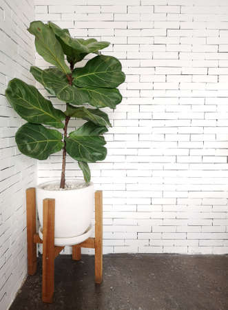 A Fiddle Leaf Fig or Ficus lyrata in a white pot with.wood stand on concreteâ floor andâ âwhite brickâ âwallâ background.â Indoor plantsââ for cafeâ andâ home decor.の写真素材