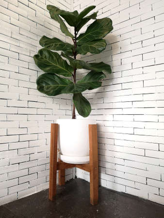 A Fiddle Leaf Fig or Ficus lyrata in a white pot with.wood stand on concreteâ floor andâ âwhite brickâ âwallâ background.â Indoor plantsââ for cafeâ andâ home decor.の写真素材
