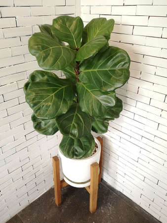 A Fiddle Leaf Fig or Ficus lyrata in a white pot with.wood stand on concreteâ floor andâ âwhite brickâ âwallâ background.â Indoor plantsââ for cafeâ andâ home decor.の写真素材