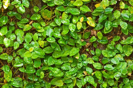 Close up of ivy plantの写真素材
