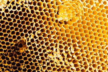 Closeup of honey comb on a sunny day showing detail patterns and gradual lights
の写真素材