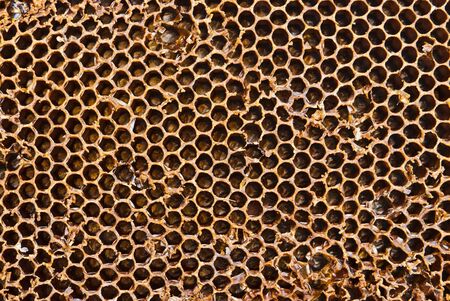 Closeup of honey comb on a sunny day showing detail patterns and gradual lights
の写真素材