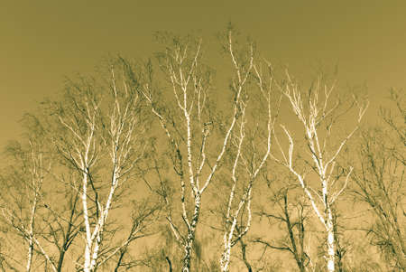 Winter tree background, dry trees with no leafs
の写真素材