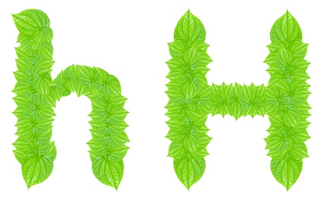 English alphabet made from green leafs with letter H in small capital and large capital letterの写真素材