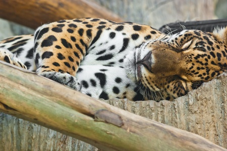 Wild Leopard, taken on a sunny day, can be use for various wild animal concepts and print outsの写真素材
