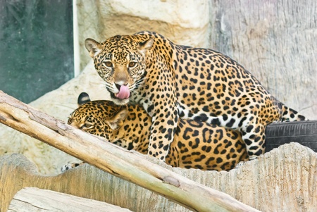 Wild Leopard, taken on a sunny day, can be use for various wild animal concepts and print outsの写真素材