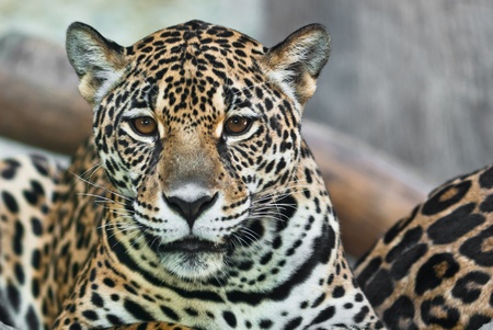 Wild Leopard, taken on a sunny day, can be use for various wild animal concepts and print outsの写真素材