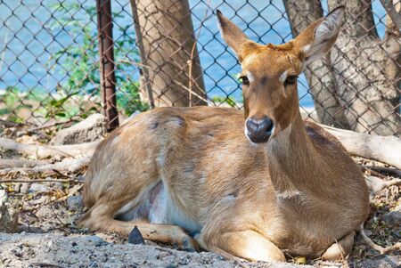 Wild eld or deer, taken in a sunny afternoon, can be use for various wild animal concepts and print outs.の写真素材