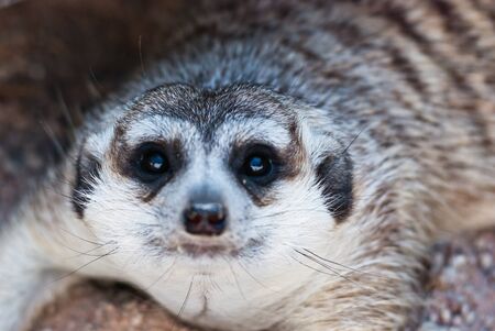 Meerkat with action, can be use for various animal related conceptual design and print outs. Taken on a sunny day.の写真素材