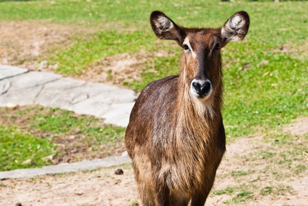 Wild antelope taken on a sunny afternoon, can be use for various wild animal design concept and print outs.の写真素材