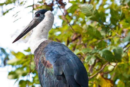 Large Marabou stork taken on a sunny afternoonの写真素材