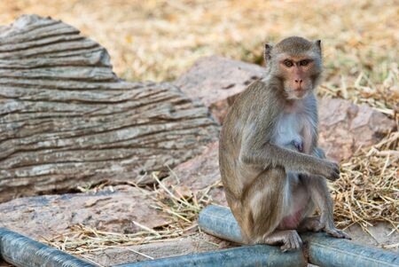 Female monkey sitting down looking around, taken in afternoonの写真素材