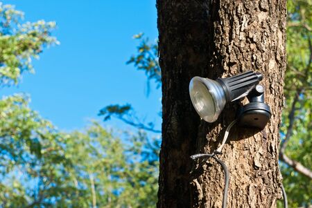 Small spot light on a large tree taken in the morningの写真素材