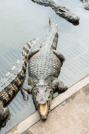 Fresh water adult crocodile from Thailand, taken on a cloudy dayの写真素材